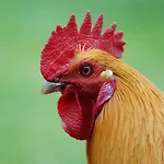 Ferienbauernhof Liesenberg Jagdreihenhaus Fasan Prázdninový dům Fehmarn