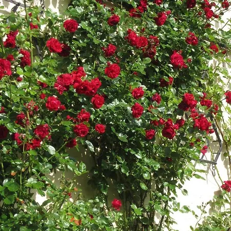 Prázdninový dům Ferienbauernhof Liesenberg Jagdreihenhaus Fasan Fehmarn